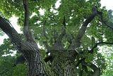schlosspark-gotha-2009-115