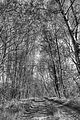 wald_sonnenuntergang_02