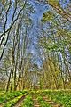 wald_sonnenuntergang_03