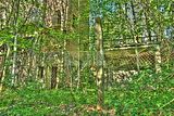 wald_sonnenuntergang_04