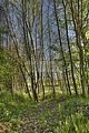 wald_sonnenuntergang_10