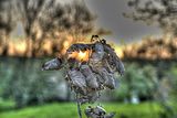 wald_sonnenuntergang_12