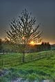 wald_sonnenuntergang_14