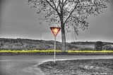 wald_sonnenuntergang_26