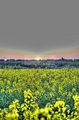 wald_sonnenuntergang_28