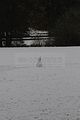 weimar-park-ilm-28-10-2012-009