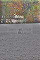 weimar-park-ilm-28-10-2012-010