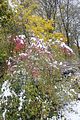 weimar-park-ilm-28-10-2012-021