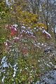 weimar-park-ilm-28-10-2012-022