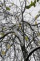 weimar-park-ilm-28-10-2012-030