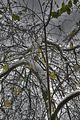 weimar-park-ilm-28-10-2012-031