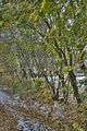 weimar-park-ilm-28-10-2012-055