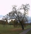 weimar-park-ilm-herbst-2012-025