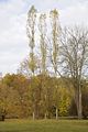 weimar-park-ilm-herbst-2012-055