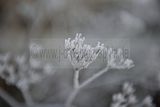 park_ilm_belvedere_weimar_orig_12_2016_008