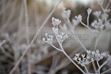 park_ilm_belvedere_weimar_orig_12_2016_009