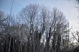 park_ilm_belvedere_weimar_orig_12_2016_015