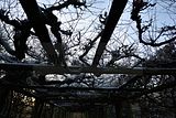 park_ilm_belvedere_weimar_orig_12_2016_035
