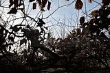 park_ilm_belvedere_weimar_orig_12_2016_043