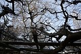 park_ilm_belvedere_weimar_orig_12_2016_050