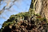 park_ilm_belvedere_weimar_orig_12_2016_056