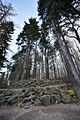 park_ilm_belvedere_weimar_orig_12_2016_077