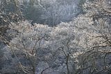 park_ilm_belvedere_weimar_orig_12_2016_099