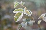 park_ilm_belvedere_weimar_orig_12_2016_106