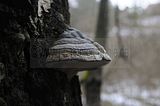 zeitzgrund_02_2017_157
