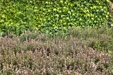 bad_langensalza_07_2016_hdr_171