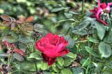 bad_langensalza_07_2016_hdr_174