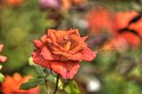 bad_langensalza_07_2016_hdr_196