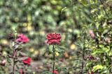 bad_langensalza_07_2016_hdr_197