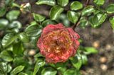 bad_langensalza_07_2016_hdr_200