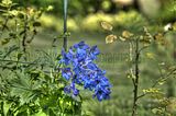 bad_langensalza_07_2016_hdr_201