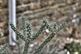 bad_langensalza_07_2016_hdr_235