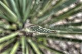 bad_langensalza_07_2016_hdr_248