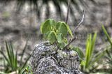 bad_langensalza_07_2016_hdr_258
