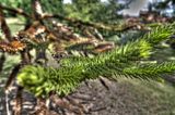 bad_langensalza_07_2016_hdr_278