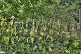 bad_langensalza_07_2016_hdr_279