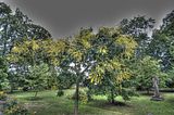 bad_langensalza_07_2016_hdr_309