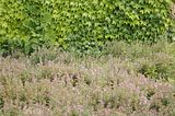 bad_langensalza_07_2016_orig_172