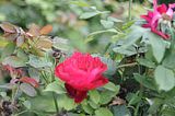bad_langensalza_07_2016_orig_175