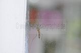 bad_langensalza_07_2016_orig_189