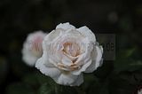 bad_langensalza_07_2016_orig_200