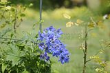 bad_langensalza_07_2016_orig_202