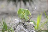 bad_langensalza_07_2016_orig_259