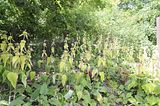 bad_langensalza_07_2016_orig_280