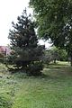 bad_langensalza_07_2016_orig_300