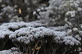 bad_langensalza_12_2016_24